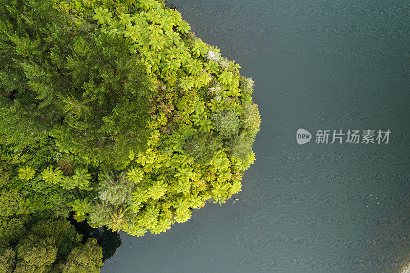 湖旁的原始森林鸟瞰图。