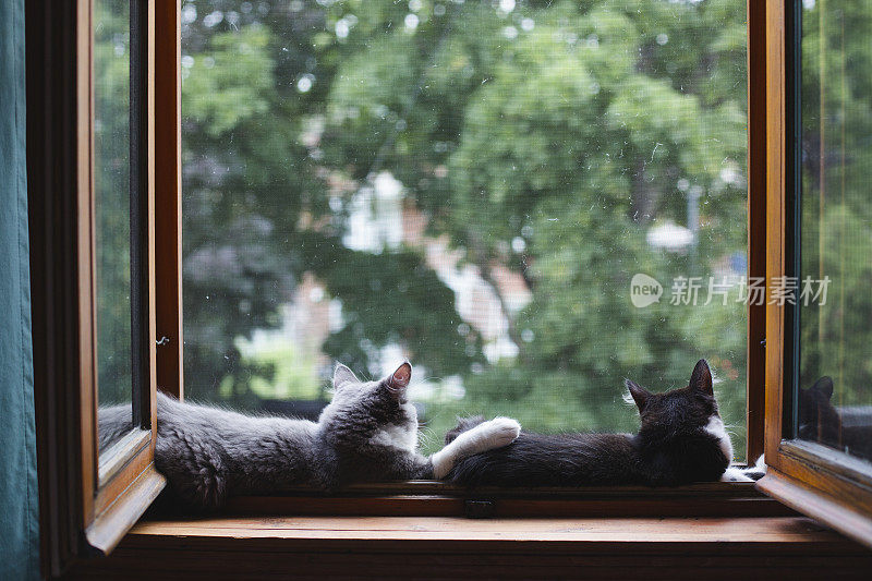 两只小猫在窗台上
