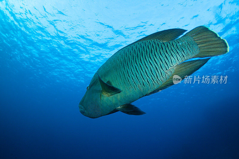 热带鱼，海洋生物，