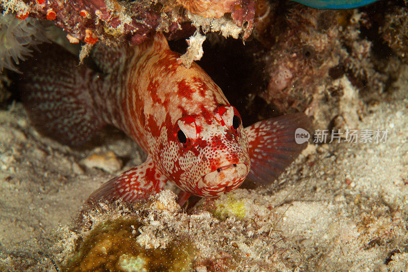 热带鱼，海洋生物，