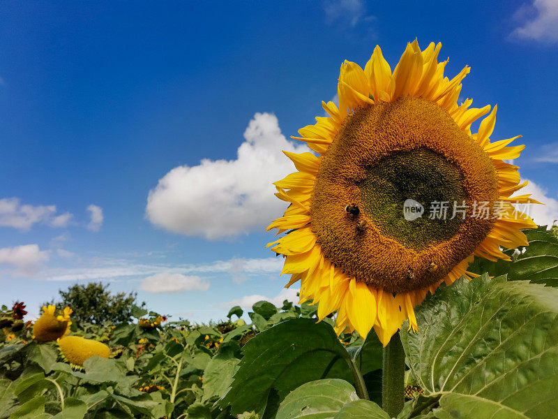 夏末的向日葵