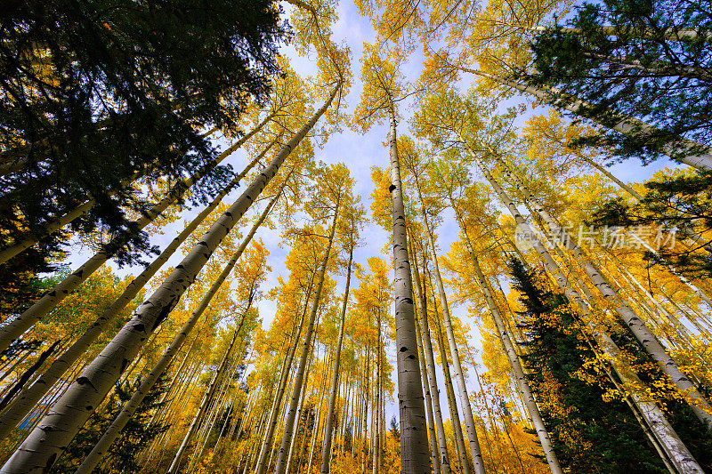 白杨树秋天树叶风景科罗拉多景观