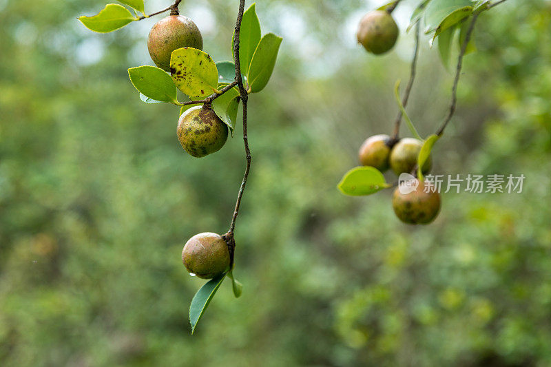 成熟的山茶籽树上结满了果实