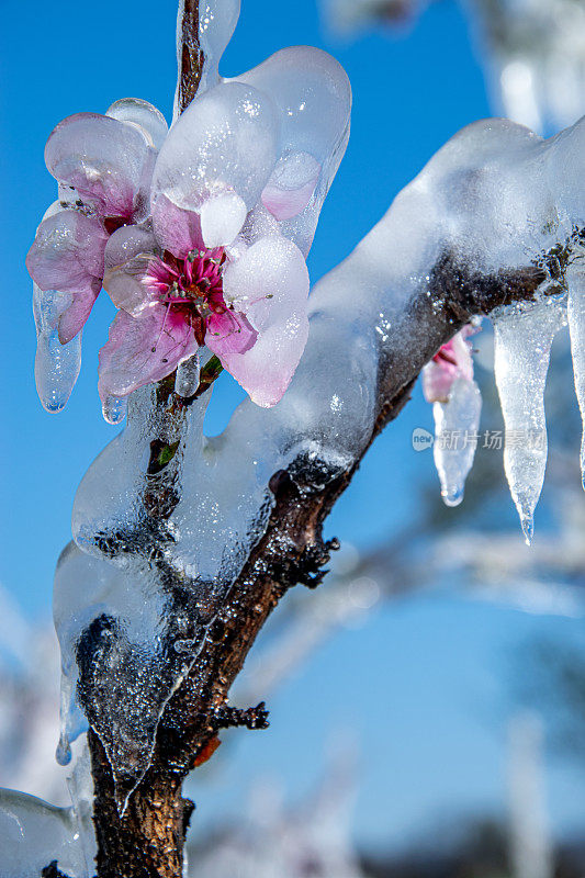 桃树开花后，霜冻雨夹雪融化