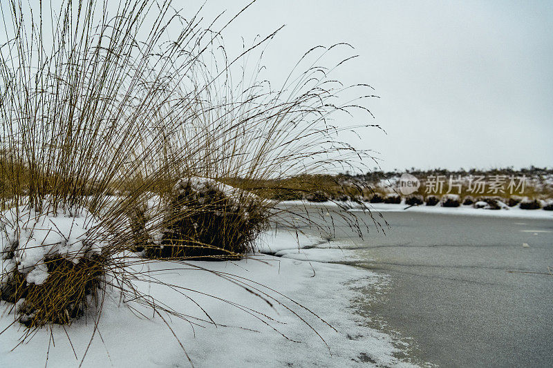 在寒冷阴冷的冬日里，多雪的沼泽地刚刚下过雪