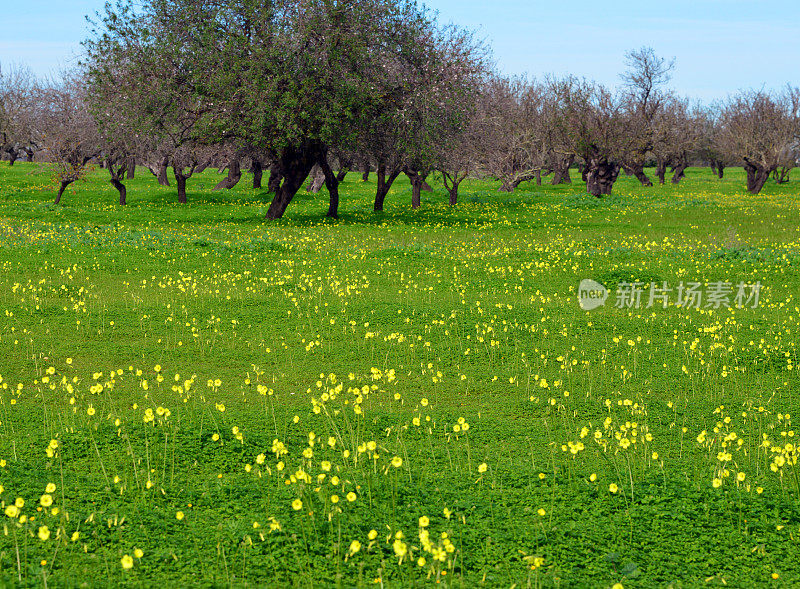 葡萄牙阿尔加维塔维拉小屋的杏树园，有冬天的花(百慕大毛茛)