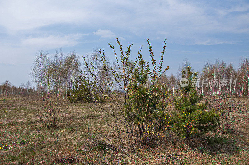 春天，年轻的松树孤零零地站在田野上