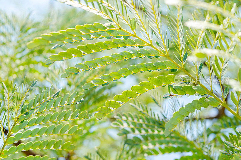 小绿叶的细节