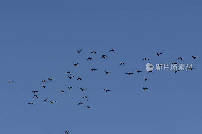 一群无组织的黑色Scoter飞向摄像机