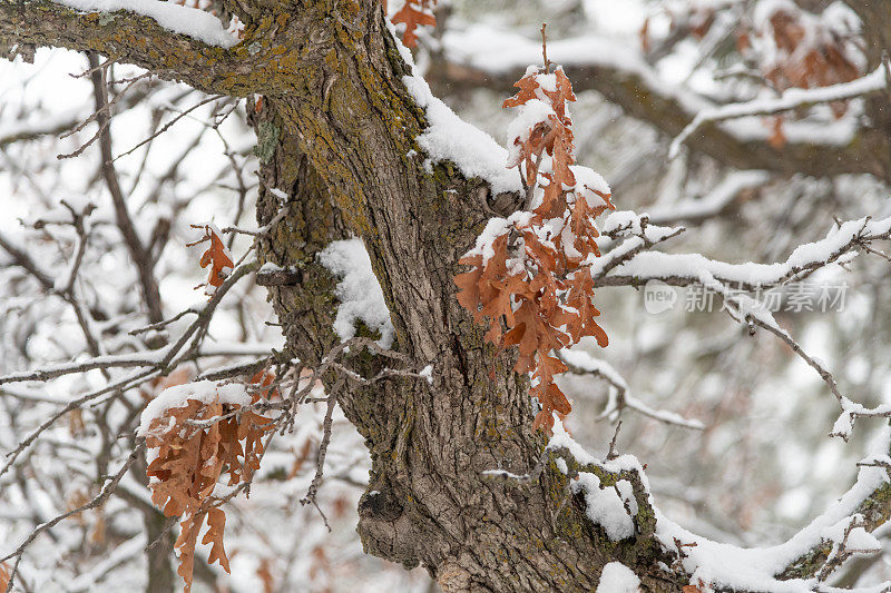 橡树，秋叶残雪