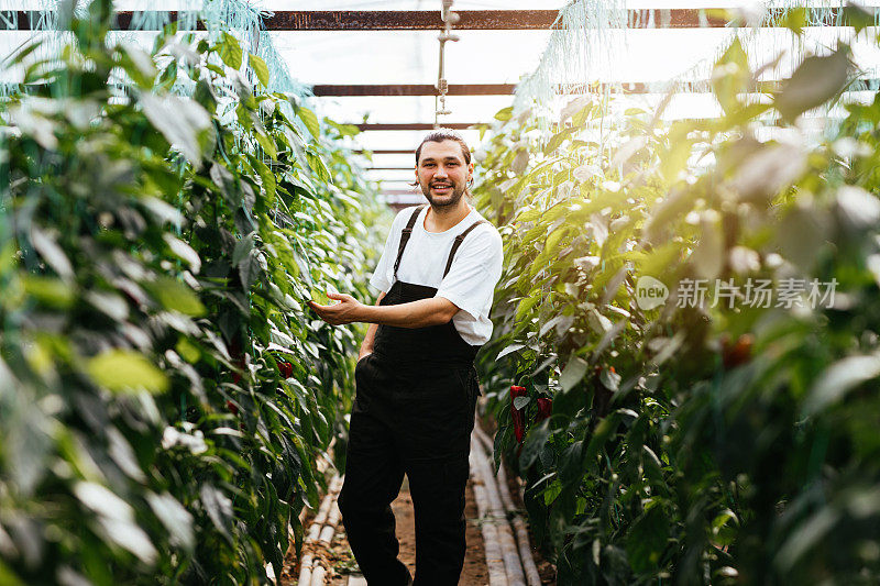 年轻人在自己的温室里种植有机蔬菜