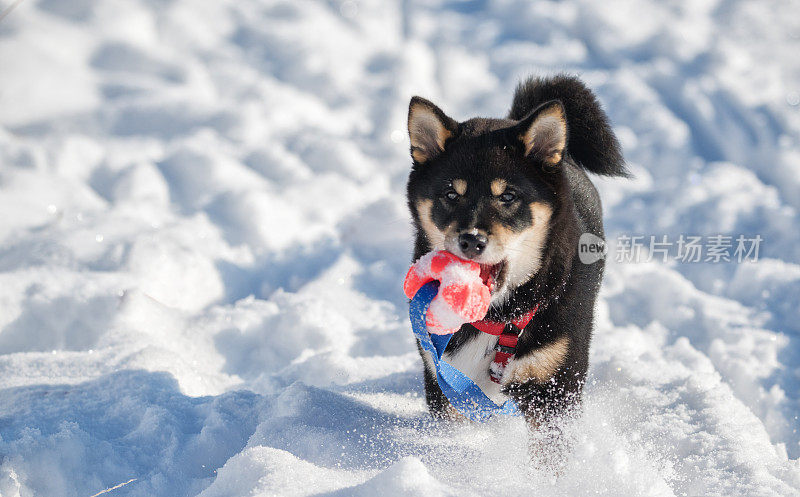 黑色和棕色的柴犬小狗在雪地里玩耍