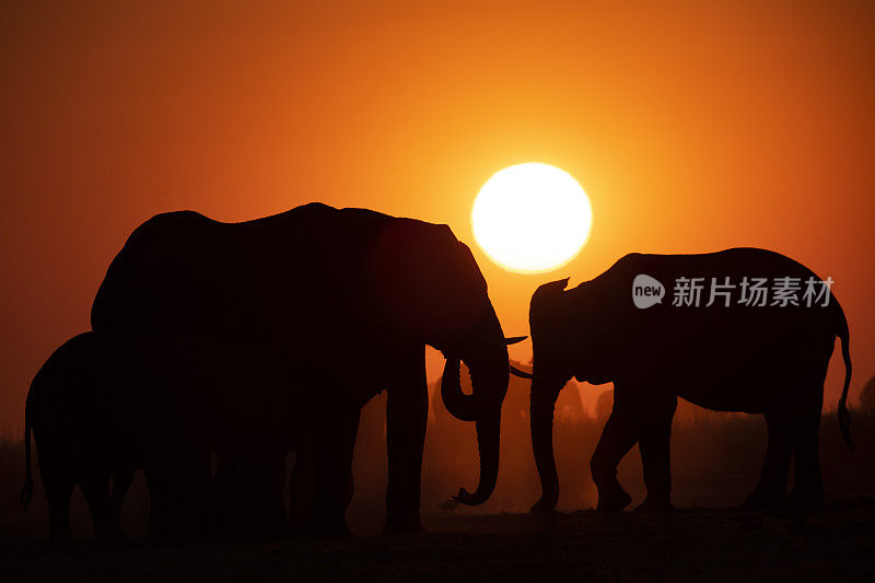 夕阳下的象群，丘比，博茨瓦纳，非洲