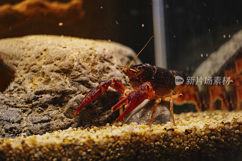 近距离观察水族馆里的红色小龙虾