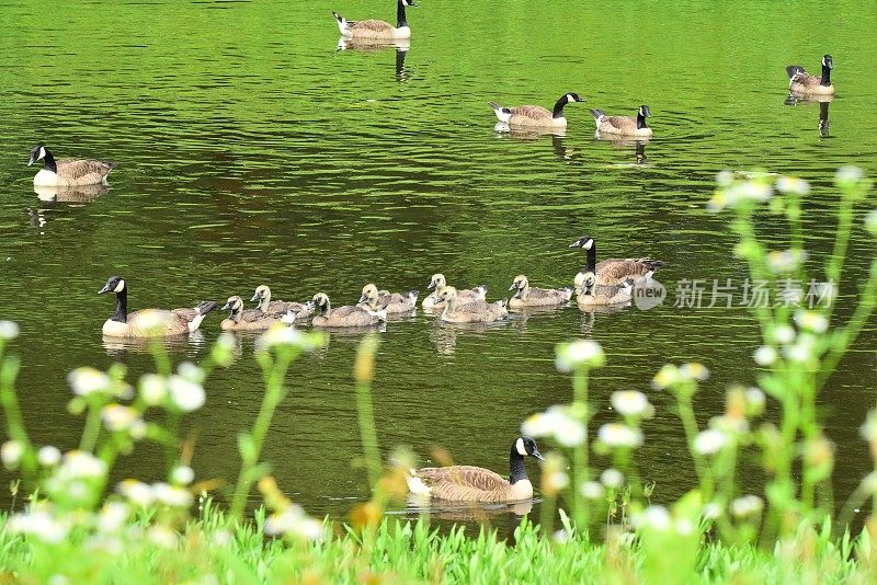 加拿大鹅和花