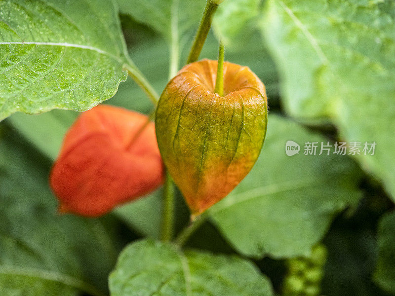 未成熟的中国灯笼植物又名西雅图的冬樱桃