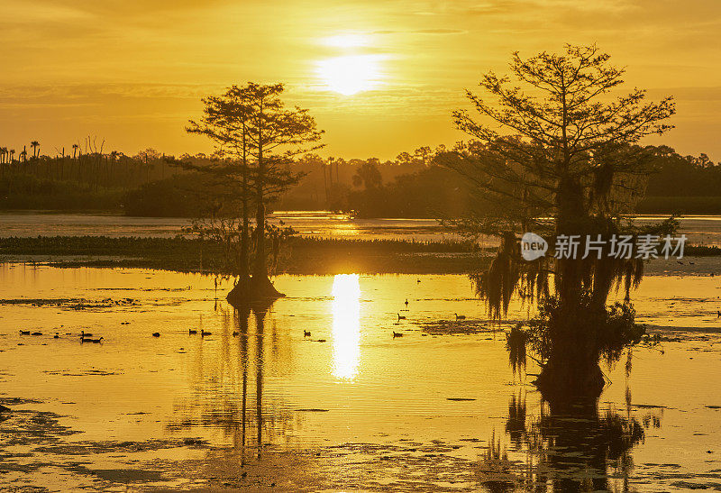 令人叹为观止的奥兰多湿地公园在一个充满活力的日出在美国佛罗里达中部