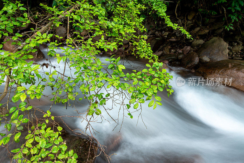 林间溪流，自然风光