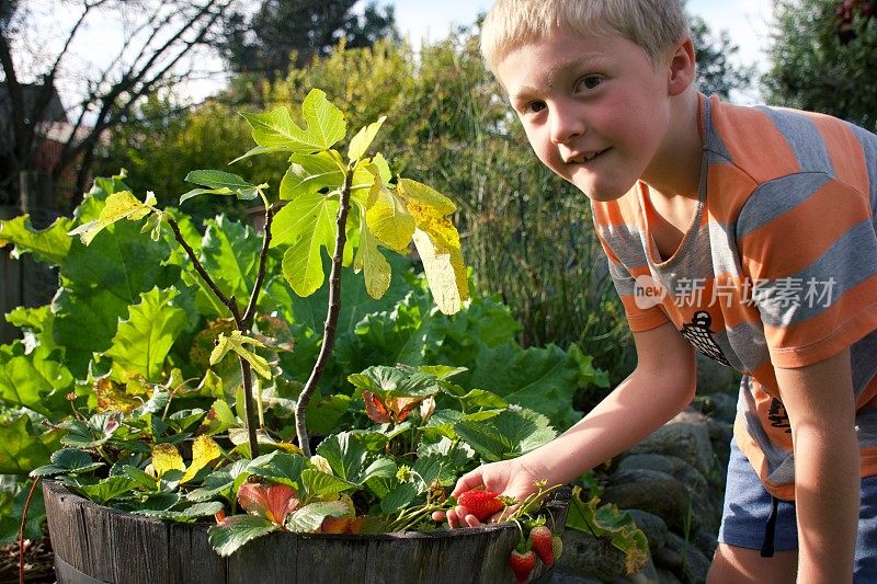 孩子正在检查他在花园里种植的草莓