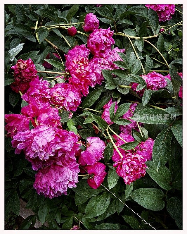 雨后的牡丹，花终开