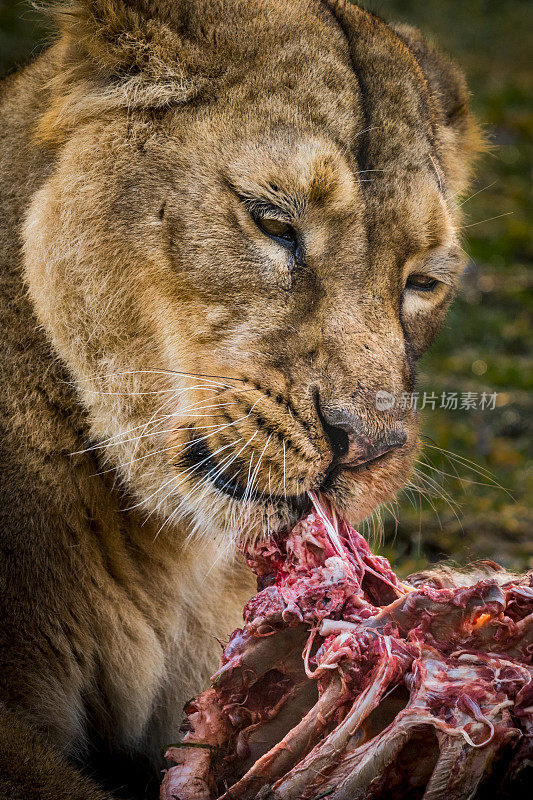 母狮子吞食猎物