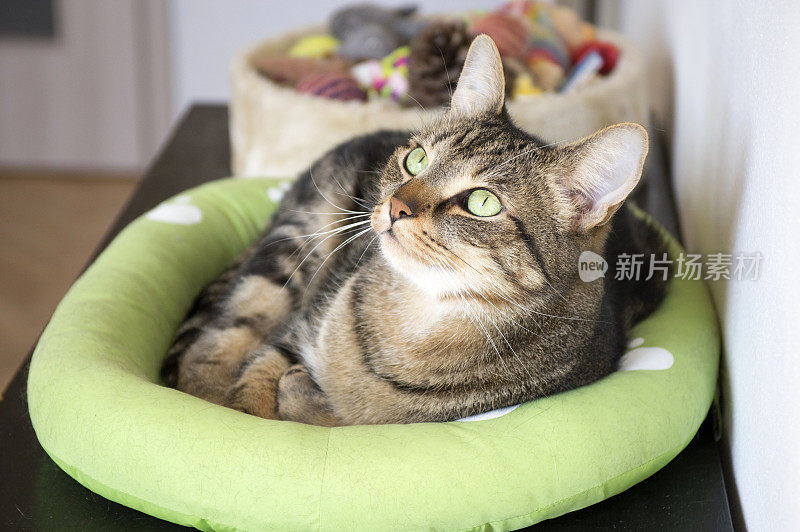 大理石猫放松在舒适的绿色猫床白色爪印，美丽的石灰眼睛，严肃的表情