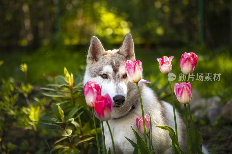 花中的西伯利亚哈士奇