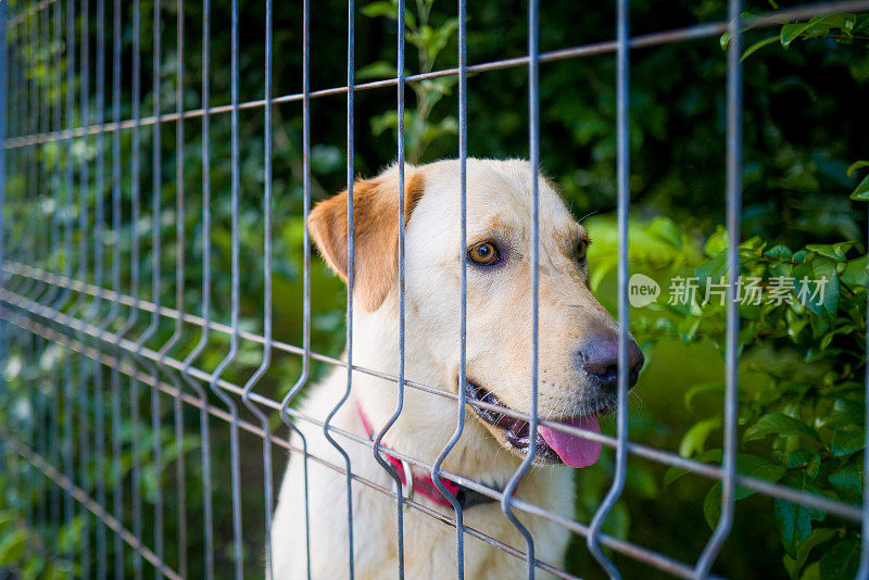 拉布拉多寻回犬被困在铁丝网后面