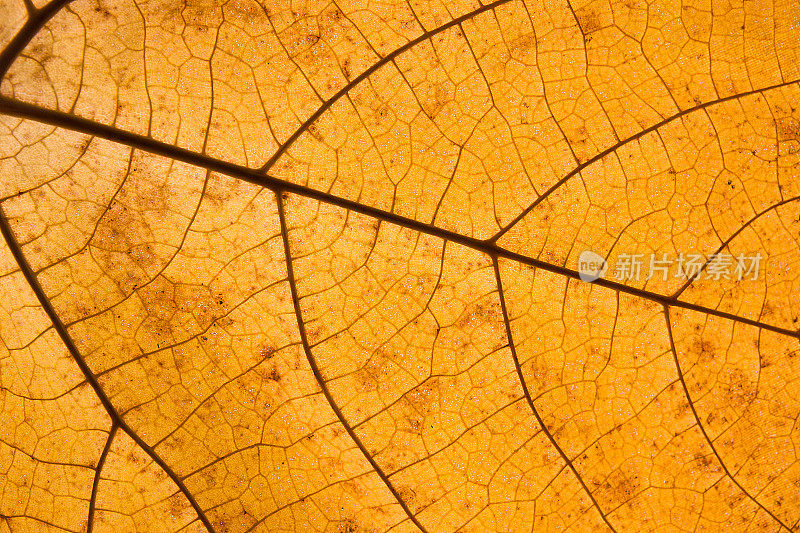 橙色的叶子落下来与脉络近距离。秋天叶子的纹理