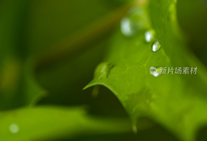 叶子与雨滴