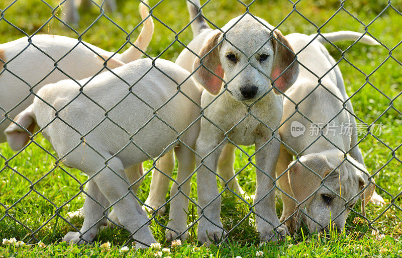 英国猎犬幼犬