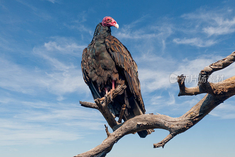 土耳其秃鹫栖息在一棵死树上