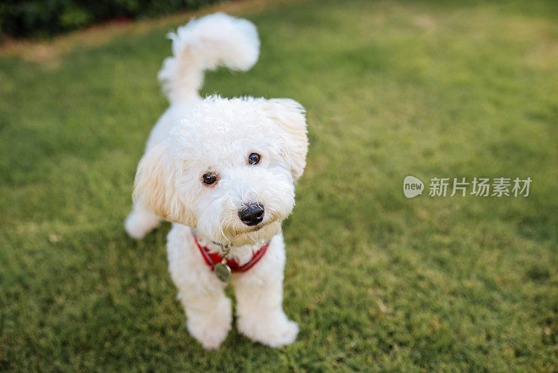 白色小猎犬喘息的特写镜头