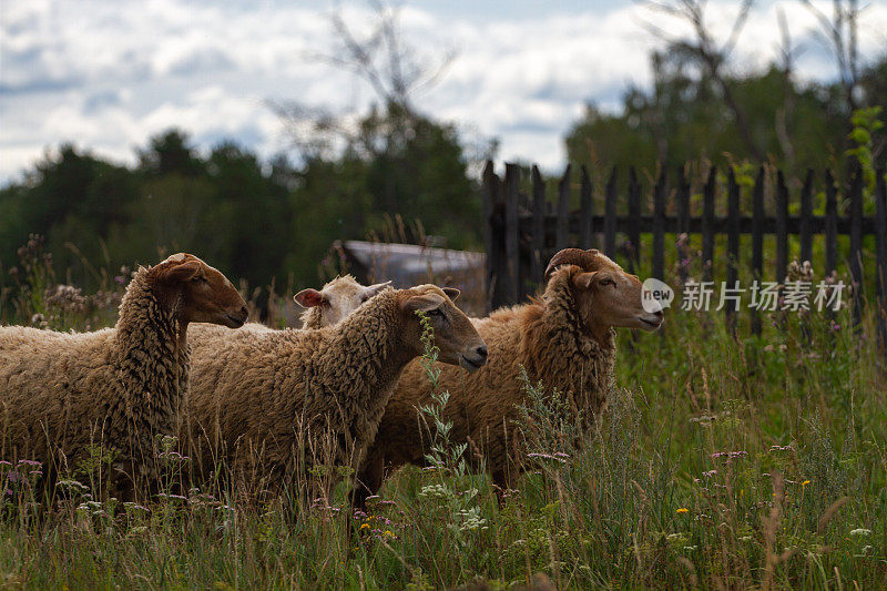 夏天，一群羊在高高的草丛中