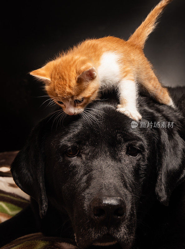小猫爬在大黑狗的头上