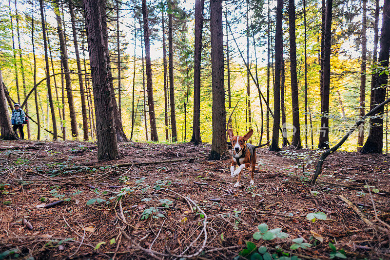 一只混血狗在树林中奔跑，享受大自然。
