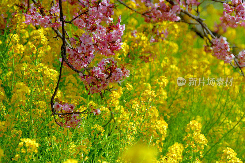 樱花盛开的季节:与背景油菜花川坂品种