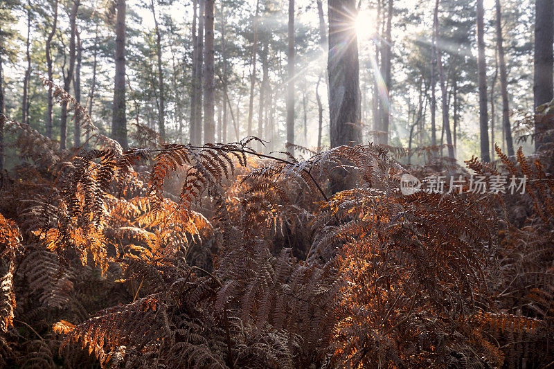 秋天蕨类植物林中的晨光