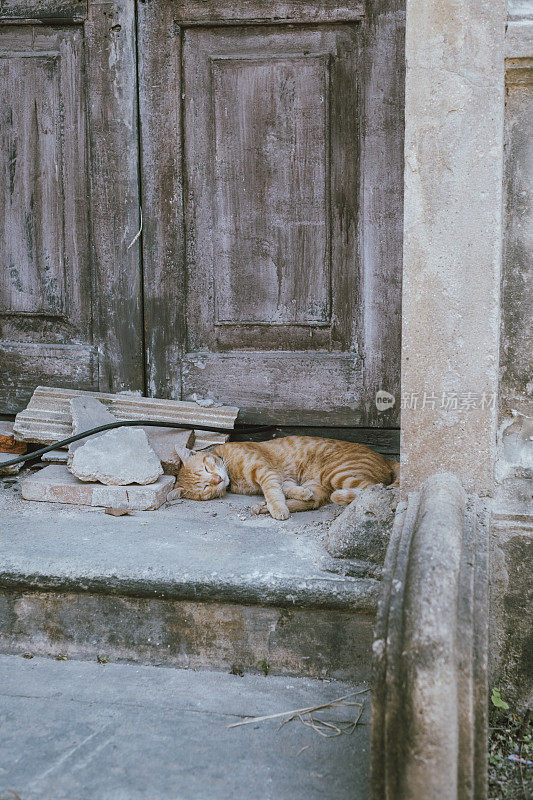 可爱的小猫在街上休息