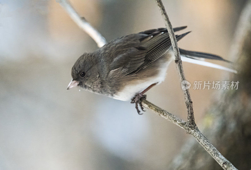 黑灯芯草雀