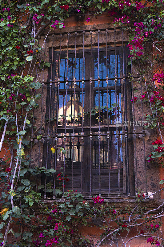 在墨西哥圣米格尔德阿连德的一座教堂的玻璃窗上，爬满了九重葛植物