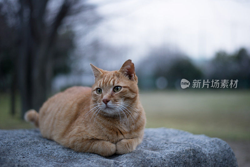 一只橙色的虎斑猫悲伤地坐在一块大石头上