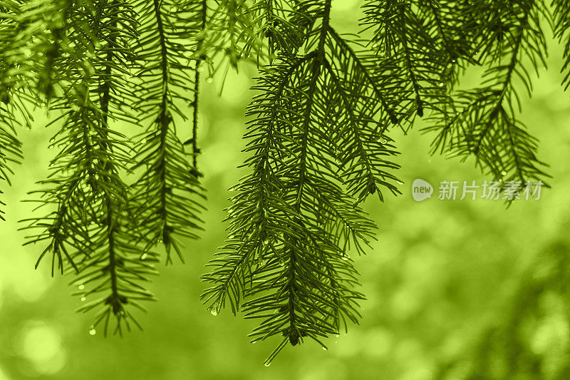 自然绿色色调的背景与湿云杉树枝