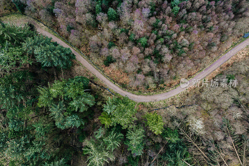 暴风雨后，森林道路上的树木连根拔起