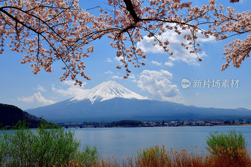 从川口湖岸边看富士山和樱花