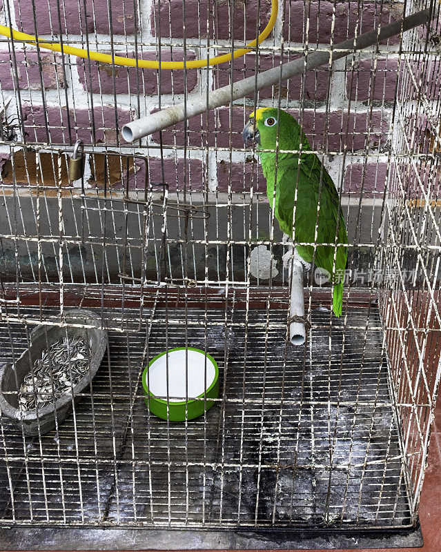 秘鲁笼子里的绿色亚马逊鹦鹉