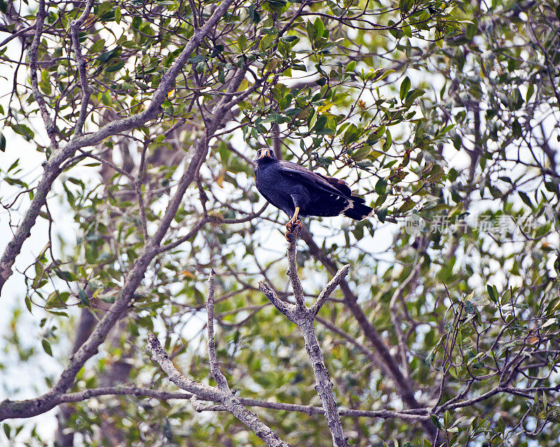 红树黑鹰栖息在树上，塔克尔斯河，尼科亚湾，哥斯达黎加