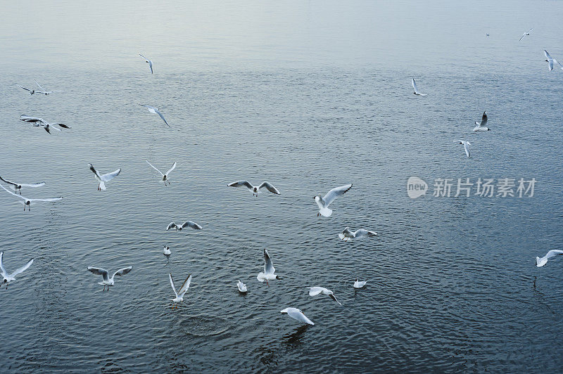 一群海鸥在海边对着天空飞翔