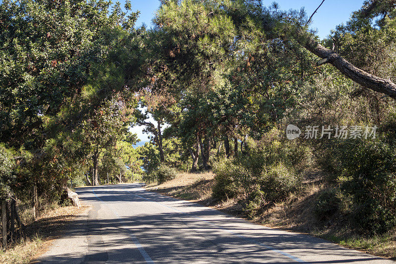 弯弯曲曲的柏油路在松树丛中，绿树成荫