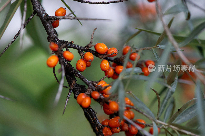 秋天的沙棘浆果